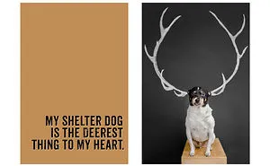 Heart-Warming, Hilarious Reasons To Adopt A Shelter Dog