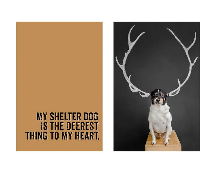 Heart-Warming, Hilarious Reasons To Adopt A Shelter Dog