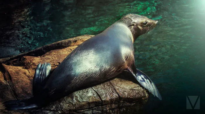 Seal