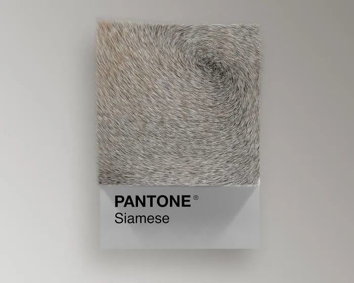 Siamese