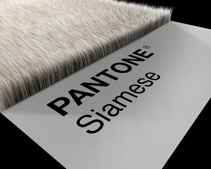 Siamese Prospective