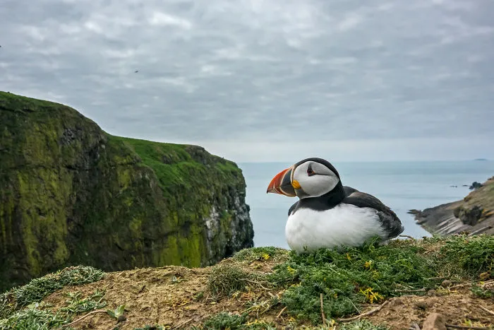 Up Close From Afar With The World’s Most Endangered Animals