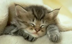 Sleeping Animals