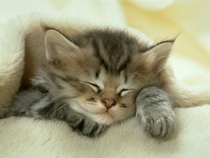 Sleeping Animals