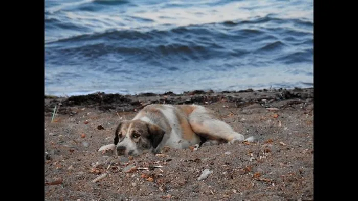 Chasing A Dream - A Stray Therapy Dog