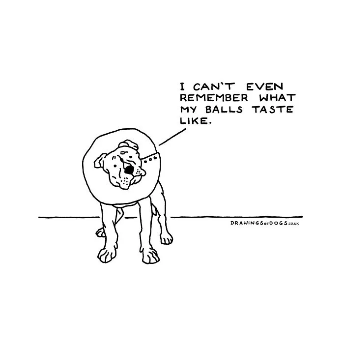 After My Anxiety Forced Me To Drop Out Of A Philosophy PhD I Started Drawing Dog Comics