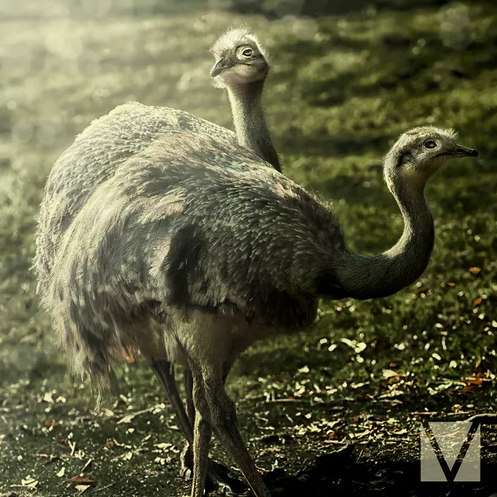 Two Emu