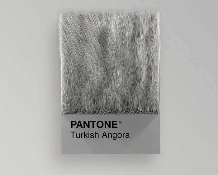 Turkish Angora