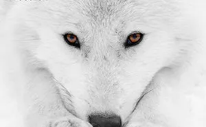 White Wolf Photography