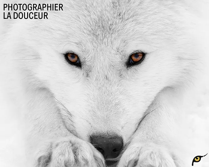 White Wolf Photography