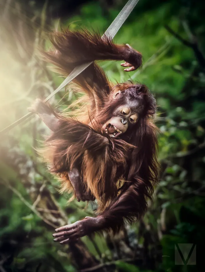 Cheeky Monkey