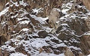 65 Unbelievable Examples of Animal Camouflage That Will Make You Look Twice