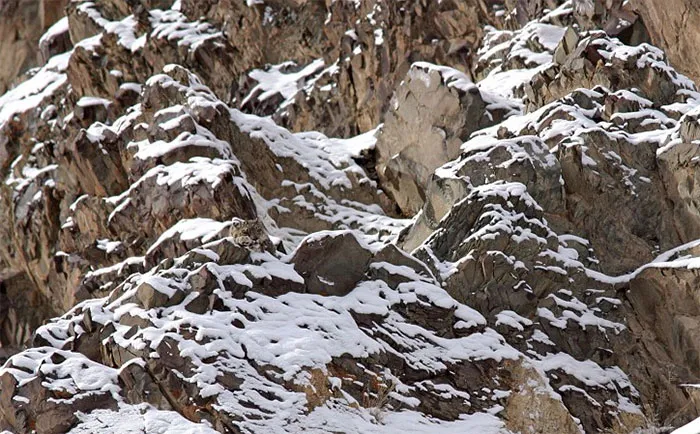 Leopardo de las nieves
