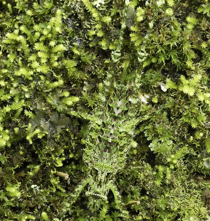 Saltamontes longicornio