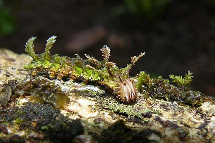 Adelpha Serpa Selerio Caterpillar