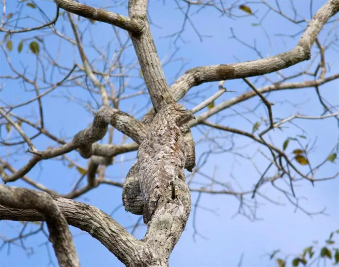Great Potoo
