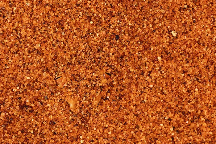 Horned Adder