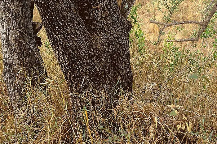 Leopard