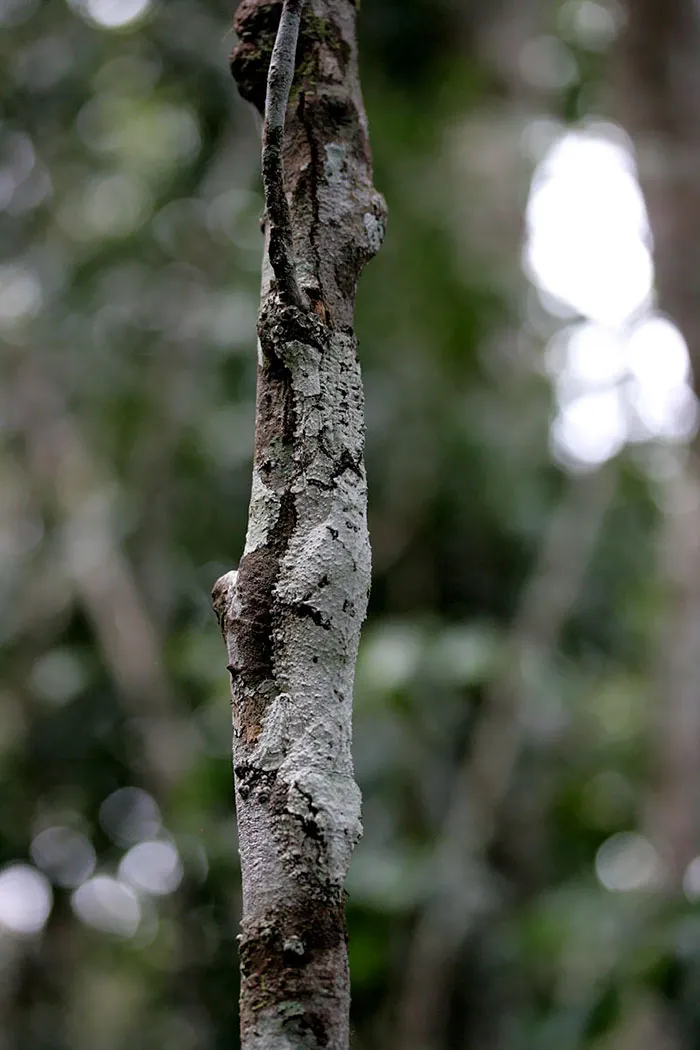 Gecko de cola de hoja musgosa