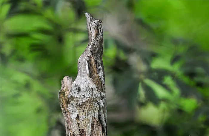 Nictibio colilargo