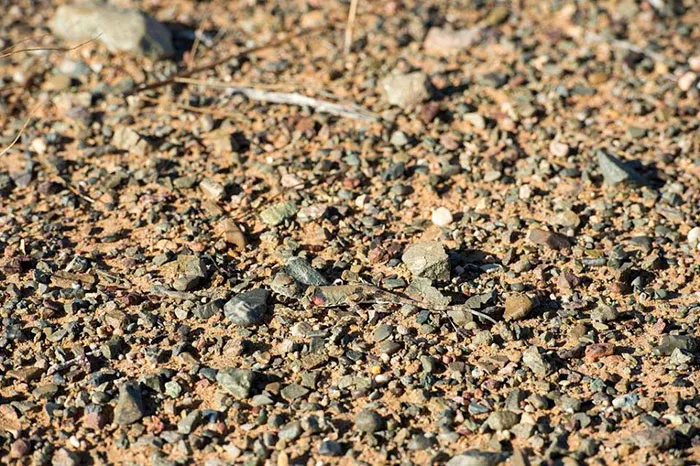 Toadhead Agama