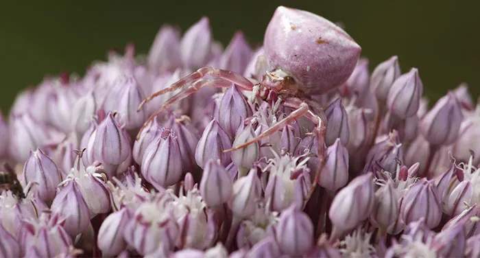 Crab Spider