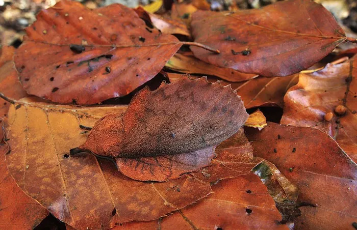 Polilla hoja muerta