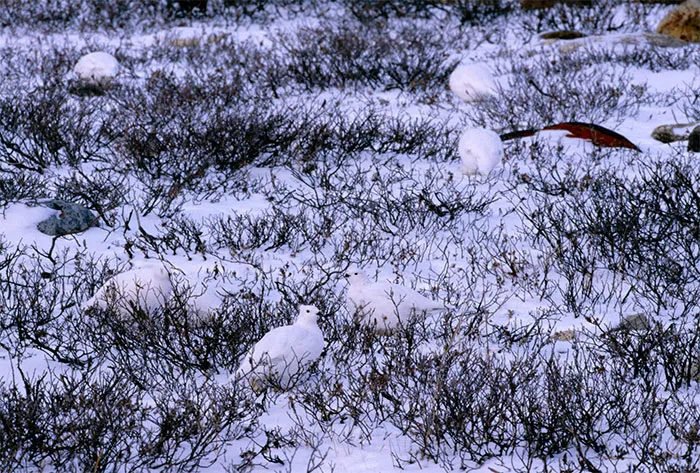 White-Tailed Ptarmigan