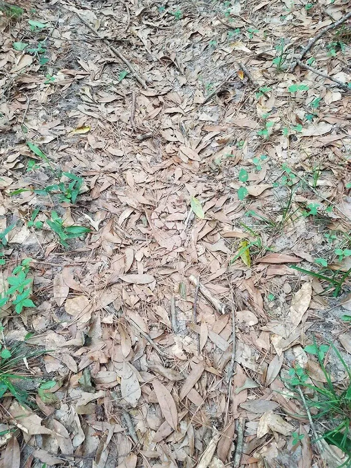 Serpiente cabeza de cobre