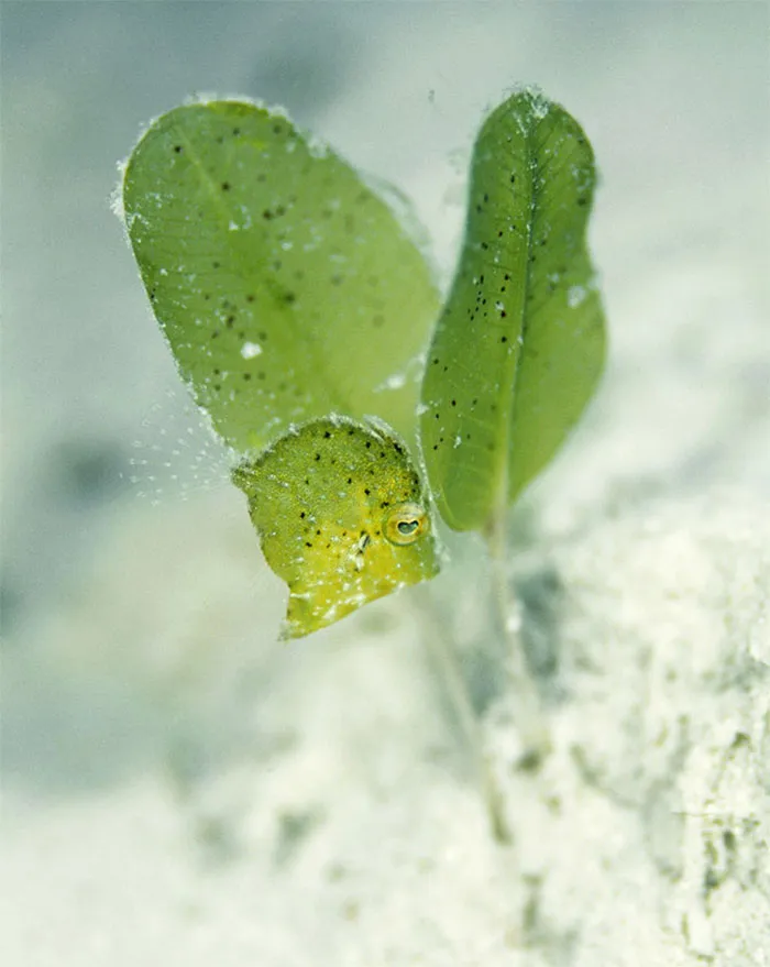 Lija pigmea sureña