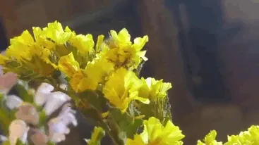 Oruga geómetra camuflada