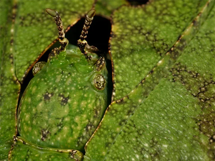 Insecto hoja