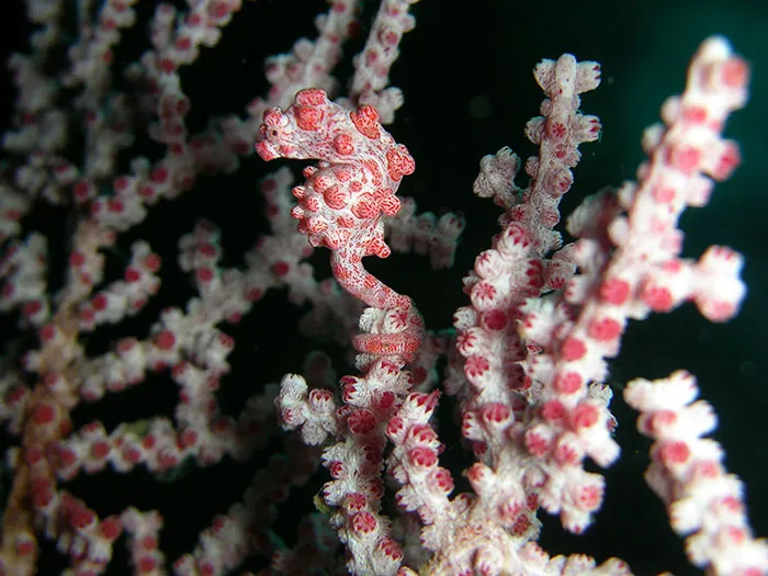 Caballito de mar pigmeo