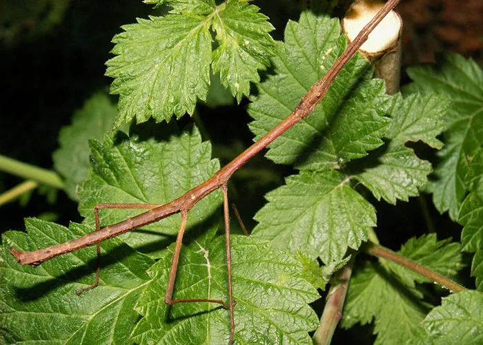 Insecto palo
