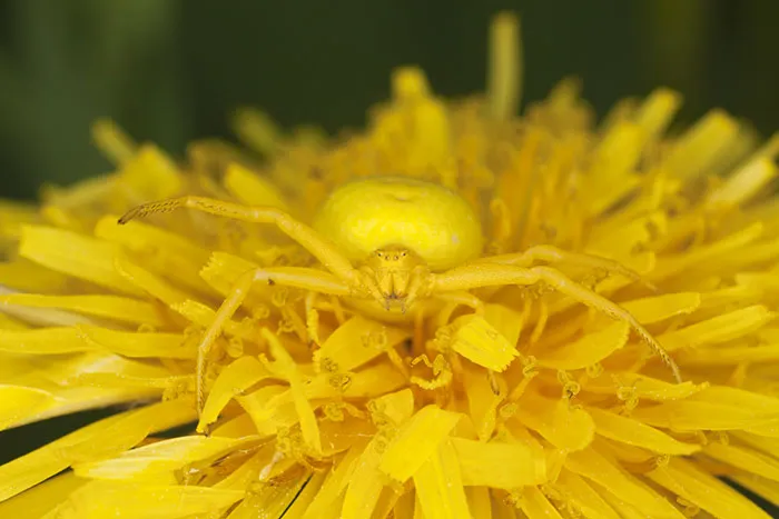 Goldenrod Crab Spider