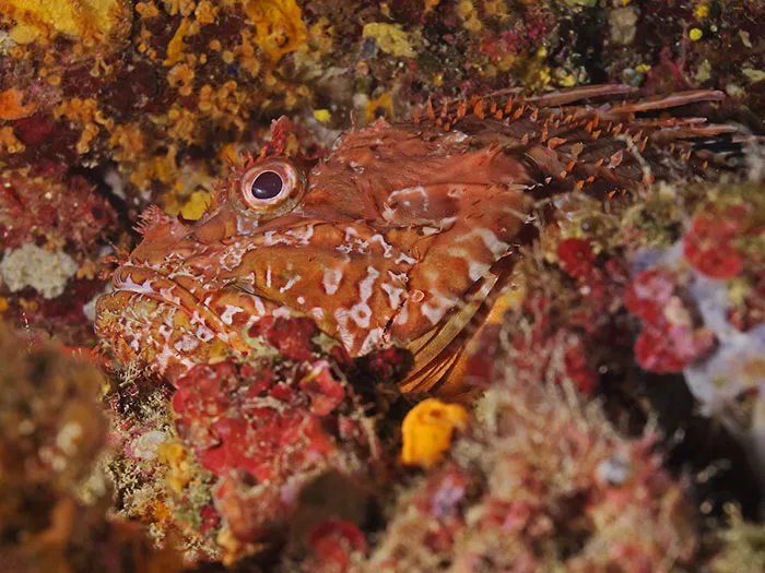 Great Rockfish