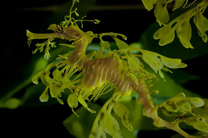Dragón de mar foliáceo