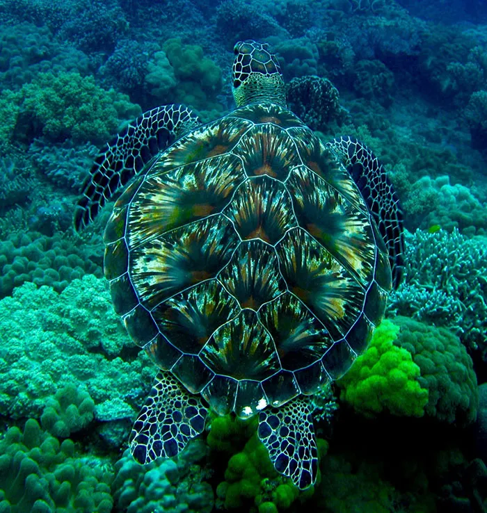 Tortuga verde marina