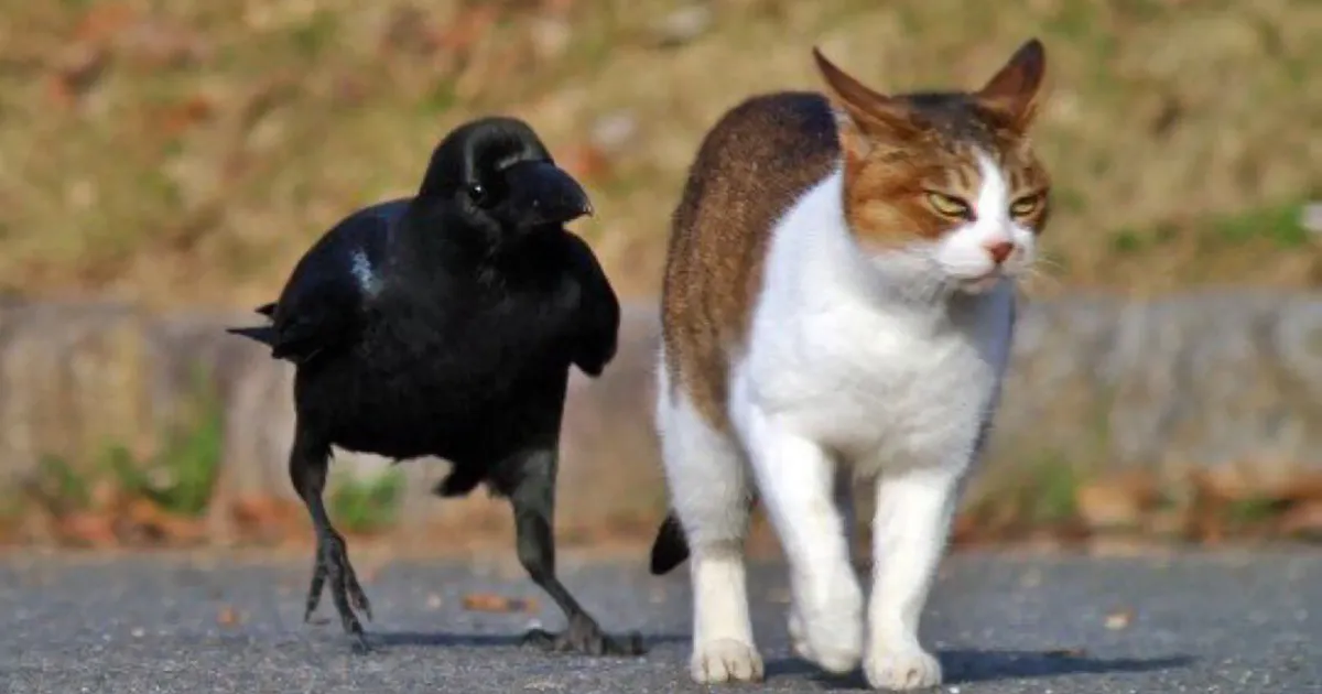 10+ Fotos que demuestran que los córvidos son los tipos más duros del reino animal