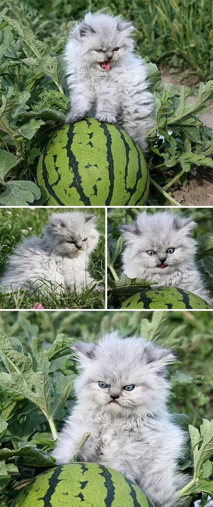 30 Angry Kittens Who Demand To Be Taken Seriously Right Meow