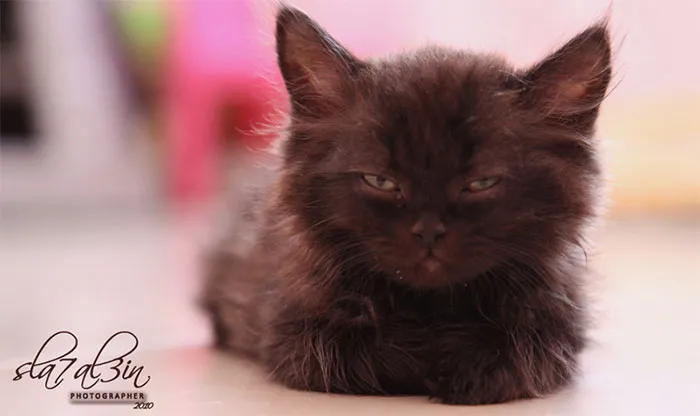 30 Angry Kittens Who Demand To Be Taken Seriously Right Meow