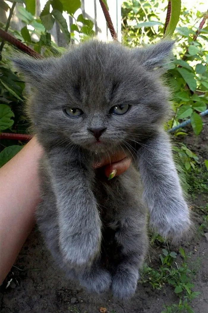 30 Angry Kittens Who Demand To Be Taken Seriously Right Meow