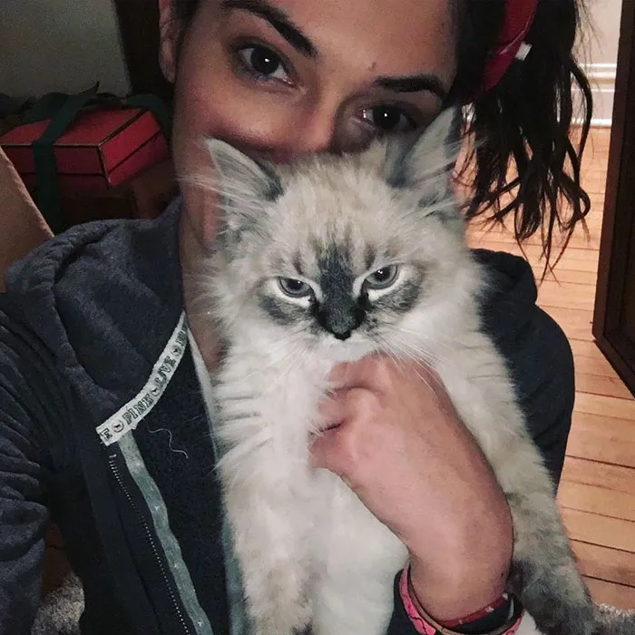 10+ Gatitos enfadados que exigen ser tomados en serio ahora miausmo