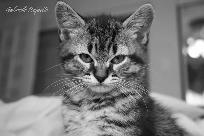 10+ Gatitos enfadados que exigen ser tomados en serio ahora miausmo