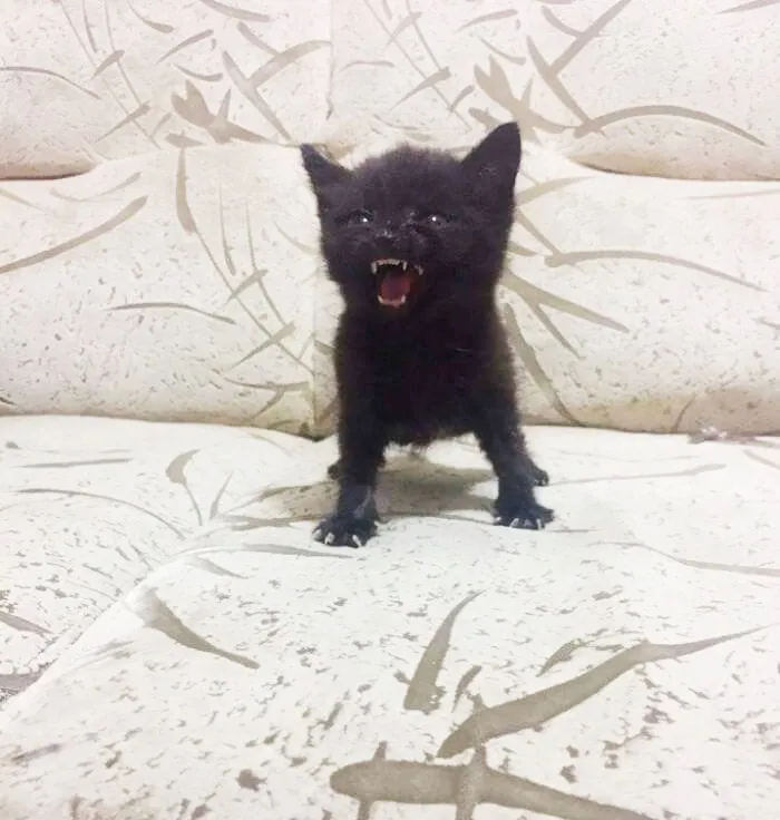 30 Angry Kittens Who Demand To Be Taken Seriously Right Meow