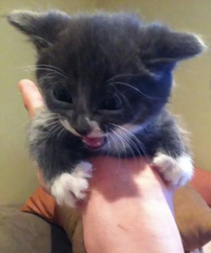 10+ Gatitos enfadados que exigen ser tomados en serio ahora miausmo