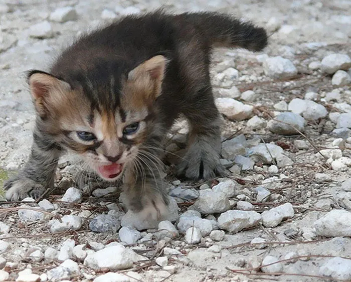 30 Angry Kittens Who Demand To Be Taken Seriously Right Meow