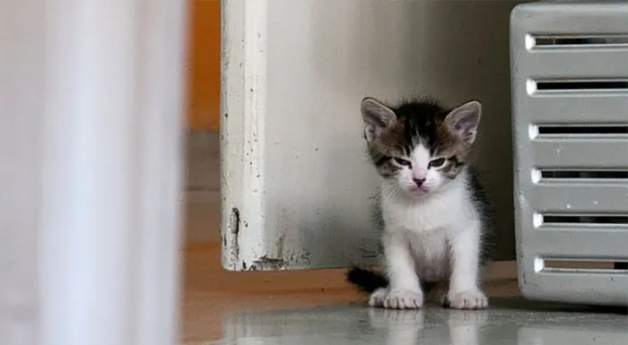 30 Angry Kittens Who Demand To Be Taken Seriously Right Meow
