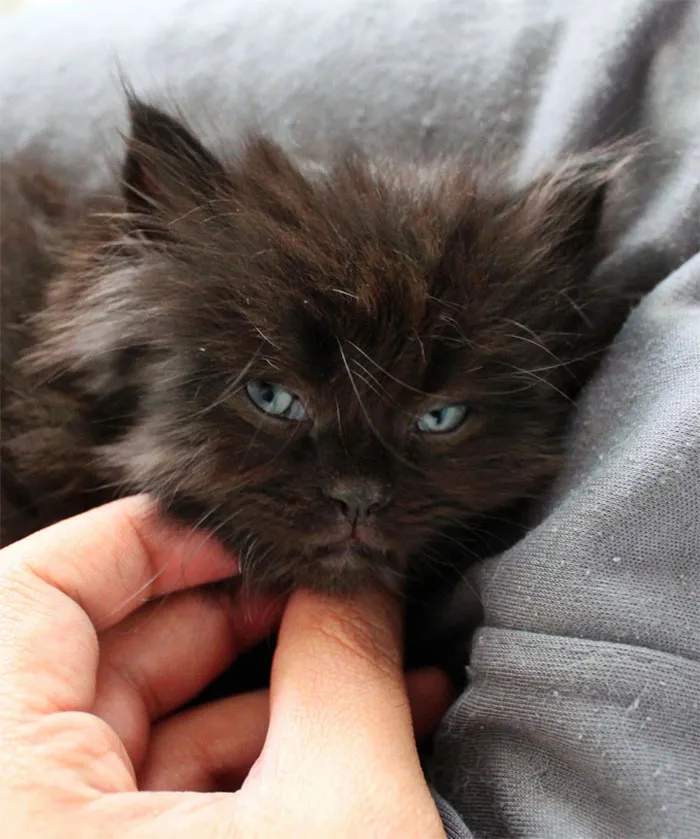 30 Angry Kittens Who Demand To Be Taken Seriously Right Meow