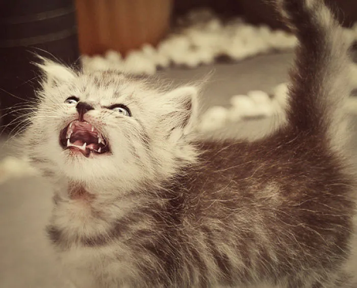 30 Angry Kittens Who Demand To Be Taken Seriously Right Meow